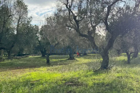 Landejendom i Carovigno, Brindisi, Carovigno - € 54.000 | Ref: 122834 - foto 11